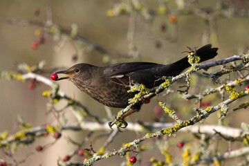 Sticker - Closeup shot of a common blackbird eating red wild fruit against a blurred background