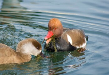 Sticker - Cute Pochards (Aythya ferina) swimming in the clear water during the daytime