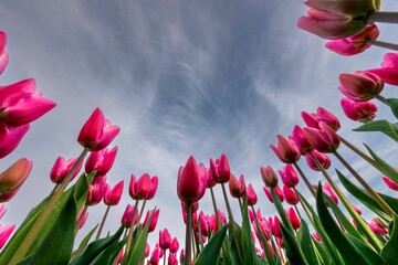 Wall Mural - Beautiful low angle view of pink tulips- perfect for background and wallpaper use