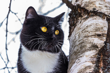 Portrait of a black and white cat on a birch branch near the trunk. The coat is short, the eyes are bright yellow. Winter, there are no leaves on the tree.