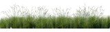Fototapeta  - Field of Prairie dropseed Sporobolus heterolepis grass isolated png on a transparent background perfectly cutout high resolution frontal