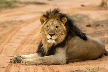 Poster - Adult male lion alertly lying on the ground in Marataba, South Africa