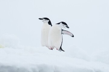 Sticker - Close-up shot of penguins in icy Antarctica