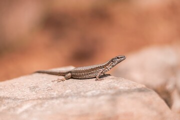 Poster - Selective focus of an Iberian wall lizard (Podarcis hispanica) on a stone