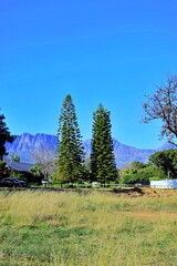 beautiful trees in a park