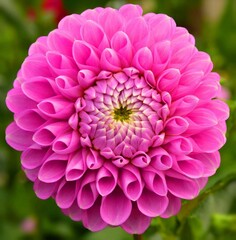 Poster - Closeup of a pink dahlia (dahlia) against blurred background