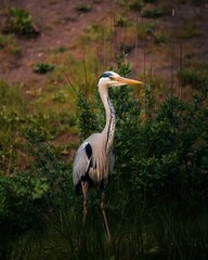 Canvas Print - Vertical closeup shot of a Grey heron standing on a field in a summer park