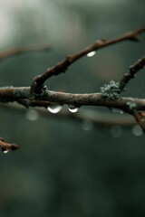 Wall Mural - Vertical shot of a branch with water droplets