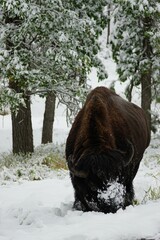 Poster - Vertical shot of a bison in snow