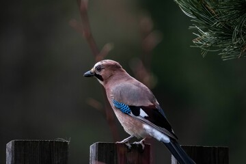 Wall Mural - Closeup of a Eurasian jay, Garrulus glandarius perched on the fence.