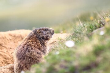 Sticker - Close-up shot of a woodchuck (Marmota monax) looking aside