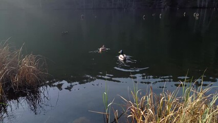 Wall Mural - Closeup view of cute mallard ducks swimming on the pond