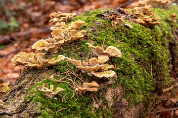 Wall Mural - Close-up shot of a dead tree trunk overgrown with fungus and moss