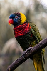 Sticker - Closeup of a Loriini parrot on a branch