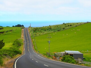 Poster - Beautiful landscape of white sheep grazing on green grass near the road in New Zealand.