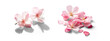 cutout on transparent png background of cherry blossom flowers and petals - Generative AI