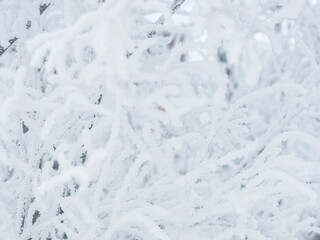 Snow and rime ice on the branches of bushes. Beautiful winter background with trees covered with hoarfrost. Plants in the park are covered with hoar frost. Cold snowy weather. Cool frosting texture.