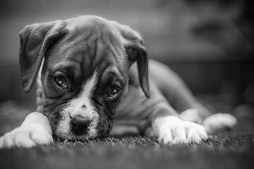 Closeup shot of a brown boxer dog lying down and relaxing