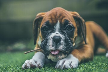 Wall Mural - Closeup shot of a brown boxer dog lying down and relaxing