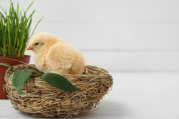 Wall Mural - Nest with cute little chick and grass in pot on white table