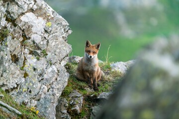 Wall Mural - Closeup of a red fox (Vulpes vulpes) near  a rock against blurred background