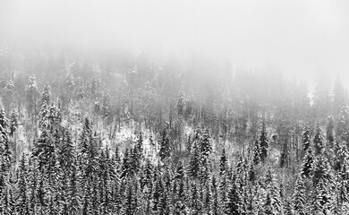 Canvas Print - Aerial view of a mountain slope with a pine tree forest covered in snow on a foggy day