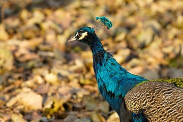 Sticker - Closeup of an Indian peafowl, Pavo cristatus.