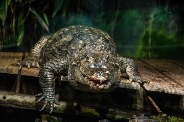 Canvas Print - Selective focus of a big crocodile