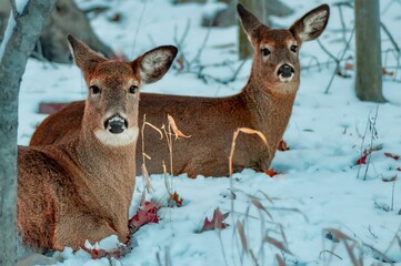 Sticker - Brown deers lying on the snowy field