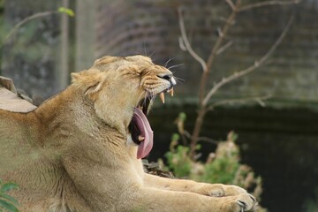 Canvas Print - Big female yawning lion resting in a zoo cage on the blurred background