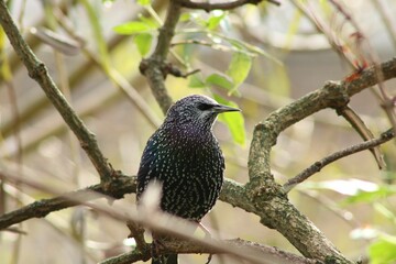 Sticker - Common starling (Sturnus vulgaris) resting on a green tree on the blurred background in a zoo cage