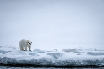 polar bear svalbard