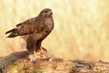 Brown common buzzard perching on wood