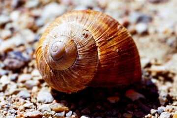 Closeup of a brown snail shell