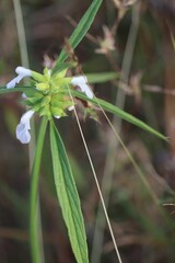 Canvas Print - Vertical shallow focus shot of a Rungia plant with purple flowers in a forest