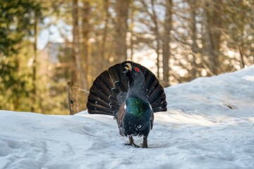 Poster - Eurasian capercaillie bird standing on the snow on a sunny winter day with blur background