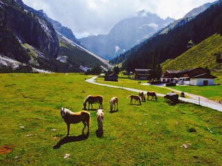 Wall Mural - Group of horses grazing in the green field against the background of the Alps. Austria.