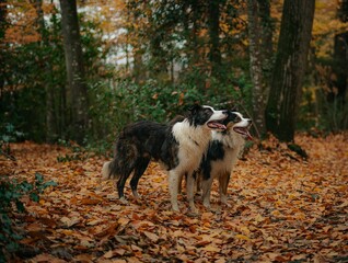 Wall Mural - Adorable Border Collie dogs in the autumn forest
