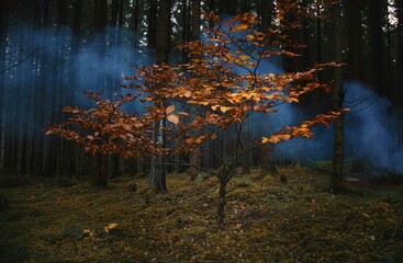 Sticker - Tree with orange leaves in a mysterious autumn forest with fog