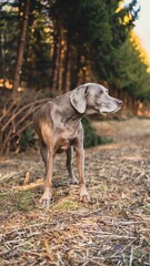 Poster - Vertical shot of a Weimaraner