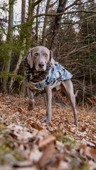 Poster - Vertical shot of a Weimaraner wearing clothes