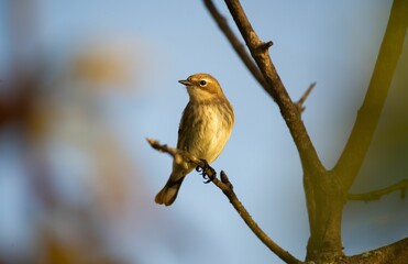 Wall Mural - Warbler perched on a tree branch.