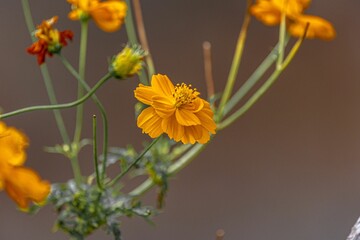 Poster - Closeup of an orange sulfur cosmos flower in a selective focus