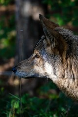 Wall Mural - Vertical shot of a gray wolf in a green forest during the day