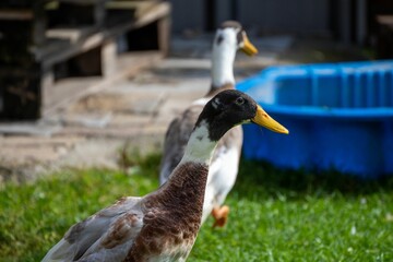 Canvas Print - Closeup of geese on green lawn on a farm