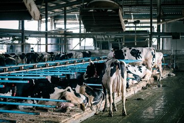 Closeup of black and white cows in cabin