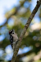 Vertical Shot Of A Downy Woodpecker On A Branch With Blurry Background