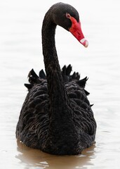 Sticker - Vertical closeup of a beautiful black swan. Cygnus atratus.