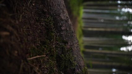 Canvas Print - Flipped vertical shot of tree bark with defocused view of forest in the background