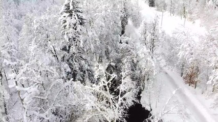 Canvas Print - Drone footage of snow-covered trees in a forest